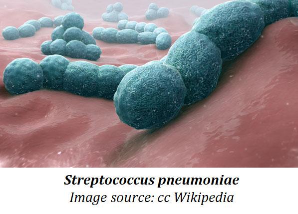 bacterial transformation in streptococcus