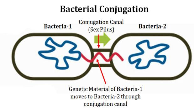 conjugation in bacteria