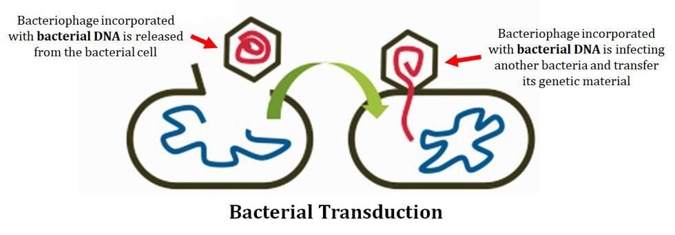 tranduction in bacteria