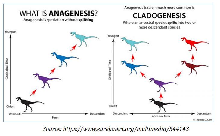 differentiate anagenesis and cladogenesis