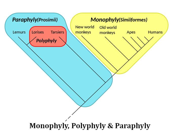 monophyly polyphyly paraphyly