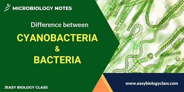 Difference between Cyanobacteria and Bacteria