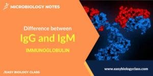 Difference between IgG and IgM | EasyBiologyClass