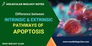 Difference between Intrinsic and Extrinsic Pathways of Apoptosis ...