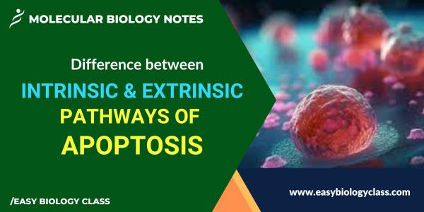 Difference between Intrinsic and Extrinsic Pathways of Apoptosis
