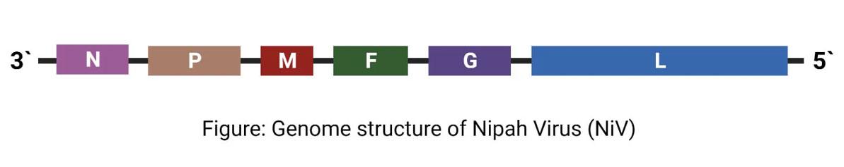 replication of nipah genome