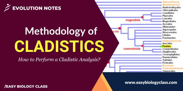 steps of cladistic analysis