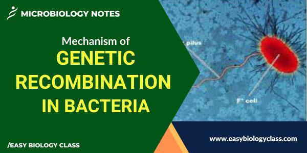 Genetic recombination mechanisms in bacteria