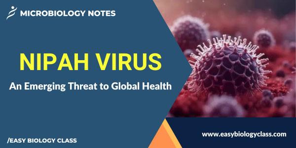 what are the symptoms of nipah virus
