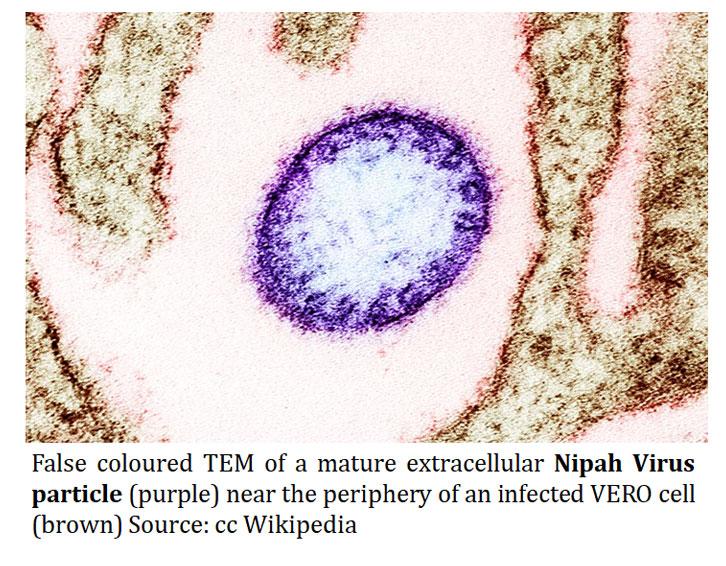Nipah Virus: An Emerging Threat to Global Health