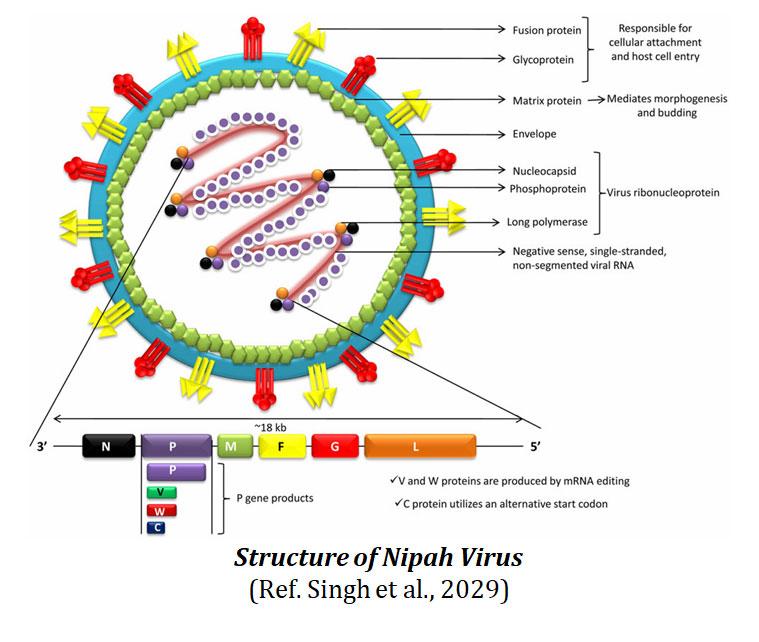 Structure of Nipah Virus
