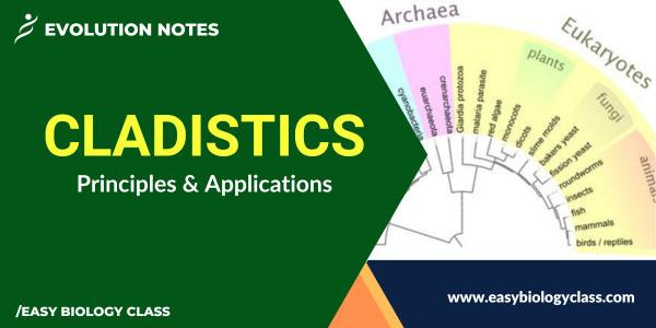 cladistics notes
