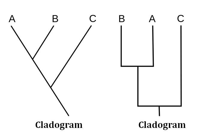 different types of cladograms