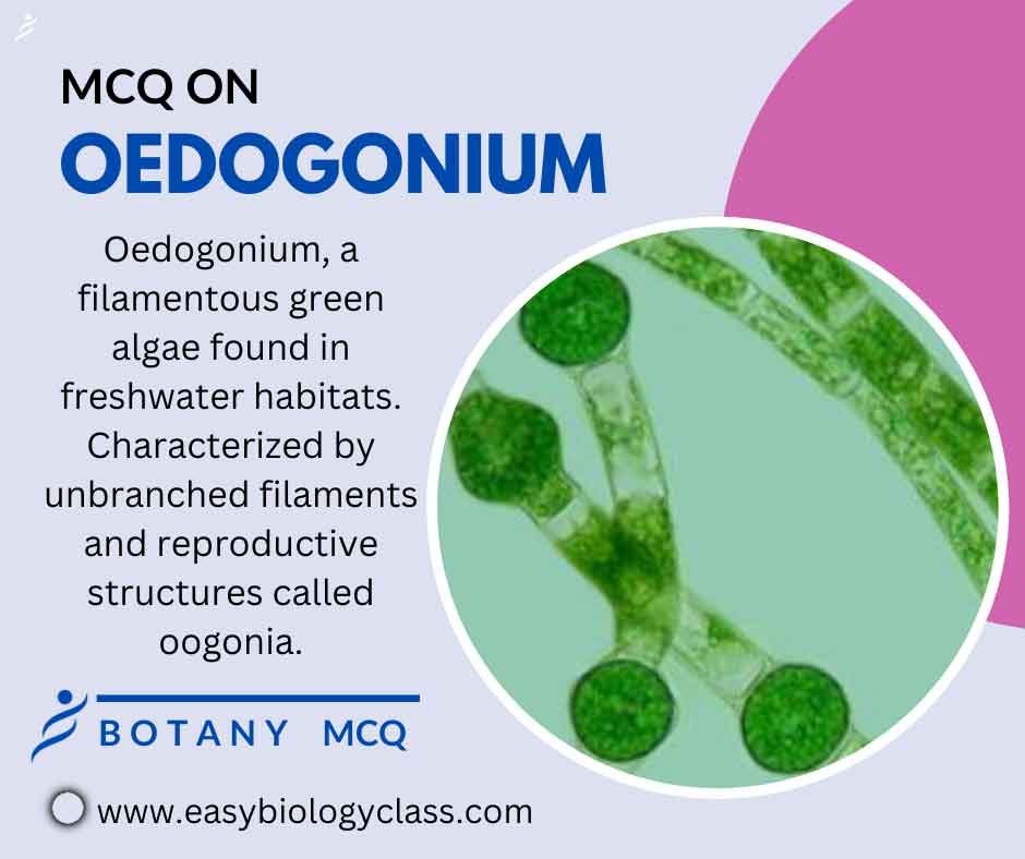mcq on oedogonium