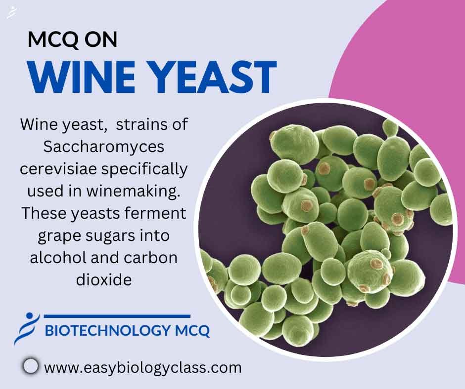 Wine Yeast MCQ EasyBiologyClass