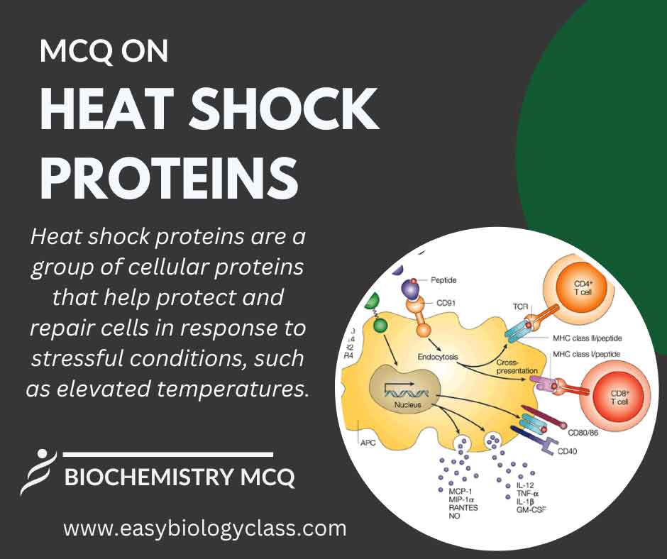 MCQ on Heat Shock Proteins (HSPs)
