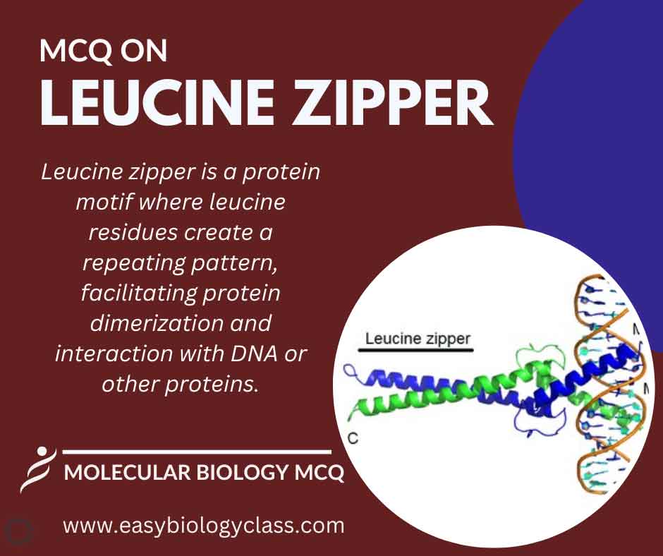 MCQ on Leucine Zipper Structure and Functions