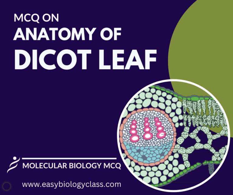 MCQ on Anatomy of Dicot Leaf