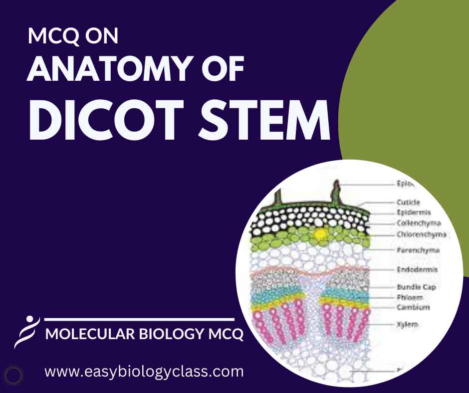 MCQ on Anatomy of Dicot Stem