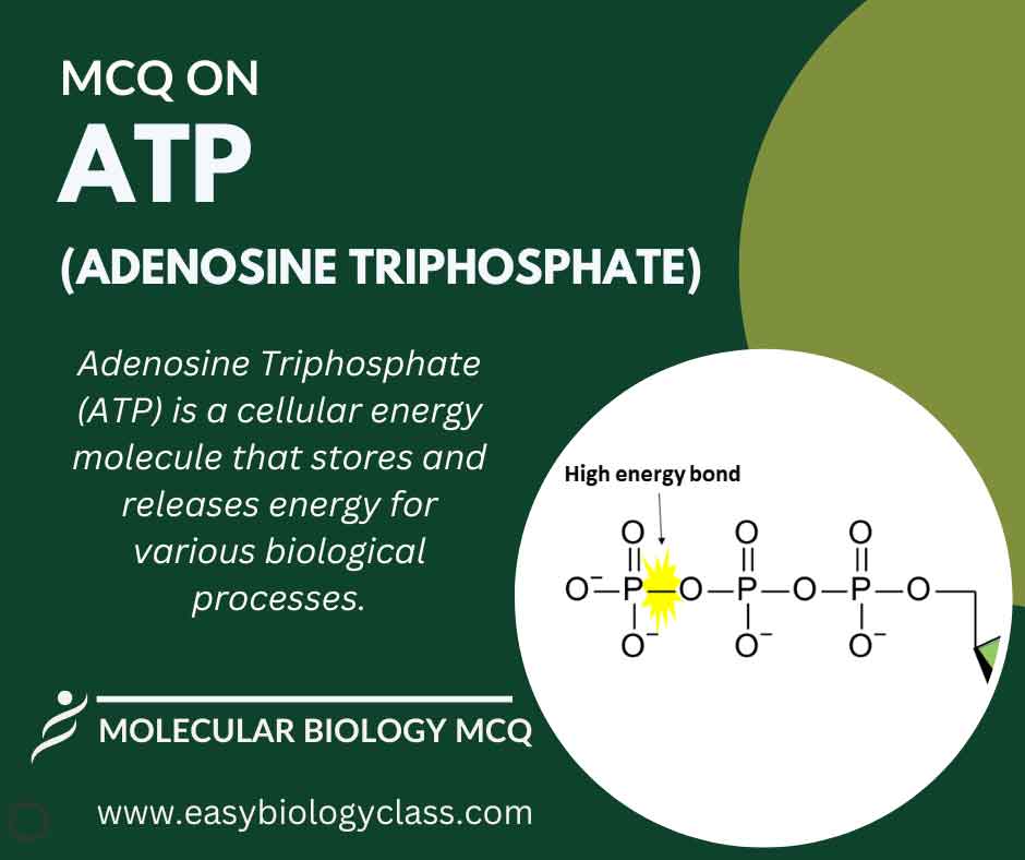 MCQ on ATP Structure and Functions