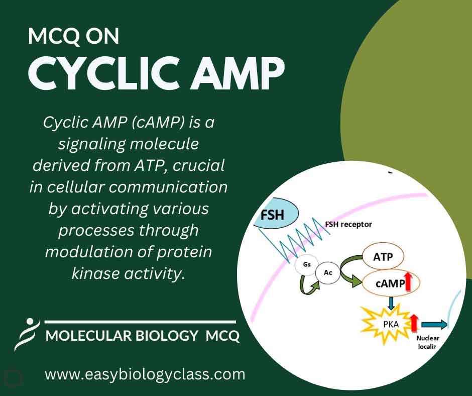 MCQ on Cyclic AMP Structure and Functions