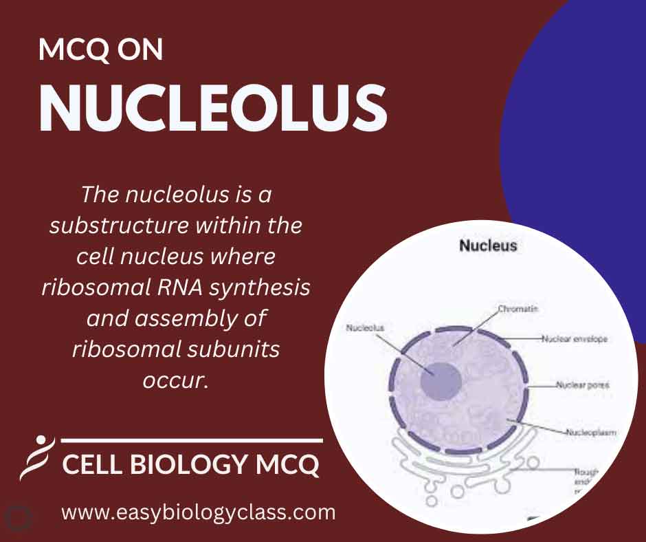 MCQ on Nucleolus