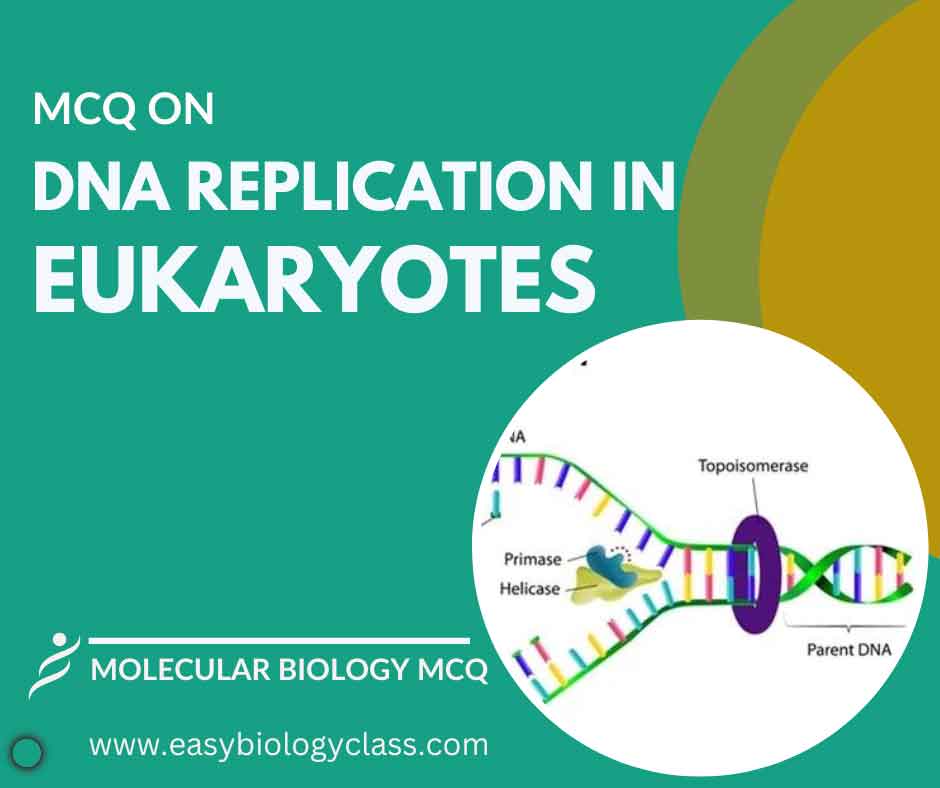 MCQ on DNA Replication in Eukaryotes