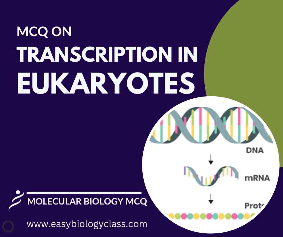 mcq on transcription in eukaryotes