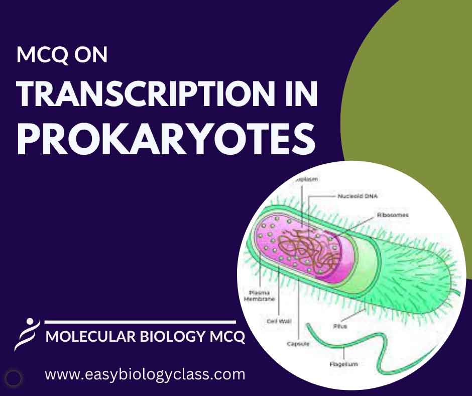 mcq on transcription in prokaryotes