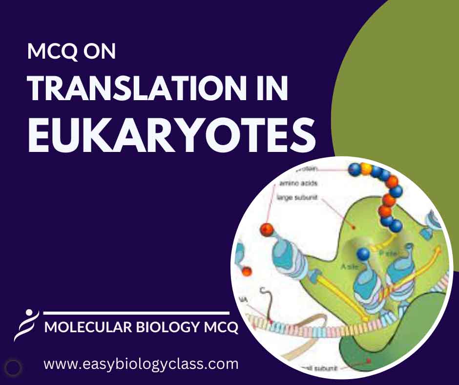 mcq on translation in eukaryotes