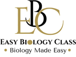 hypothesis testing in biology EBC Logo 2024
